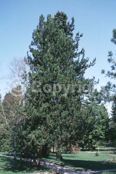 Yellow blooms; Evergreen; Needles or needle-like leaf