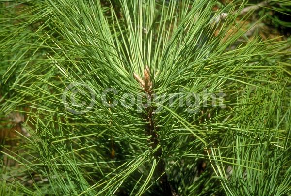 Yellow blooms; Evergreen; Needles or needle-like leaf; North American Native