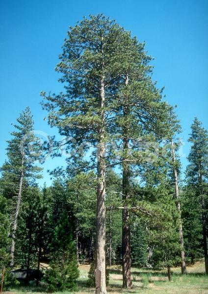 Yellow blooms; Evergreen; Needles or needle-like leaf; North American Native