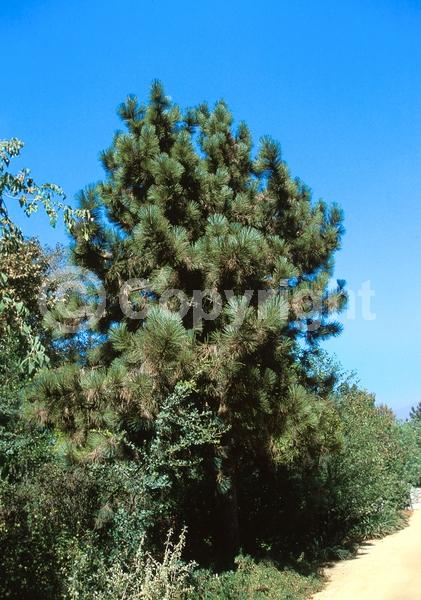 Yellow blooms; Evergreen; Needles or needle-like leaf; North American Native