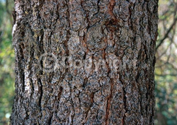 Yellow blooms; Evergreen; Needles or needle-like leaf; North American Native