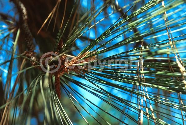 Yellow blooms; Evergreen; Needles or needle-like leaf; North American Native