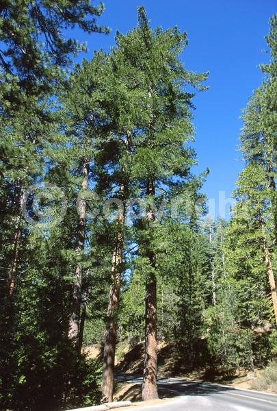 Yellow blooms; Evergreen; Needles or needle-like leaf; North American Native