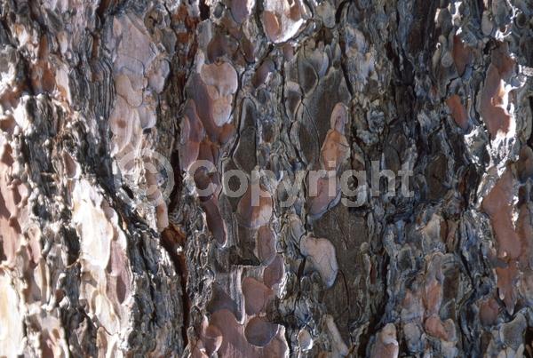 Yellow blooms; Evergreen; Needles or needle-like leaf; North American Native
