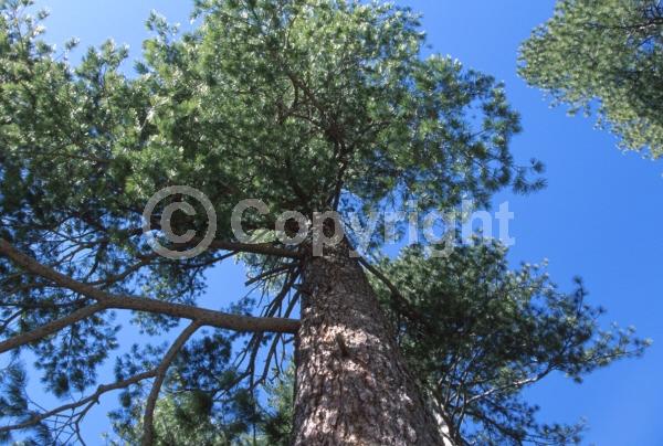 Yellow blooms; Evergreen; Needles or needle-like leaf; North American Native