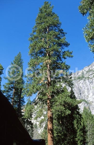 Yellow blooms; Evergreen; Needles or needle-like leaf; North American Native