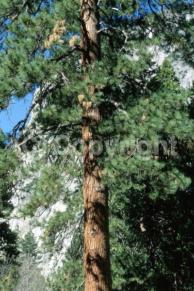 Yellow blooms; Evergreen; Needles or needle-like leaf; North American Native