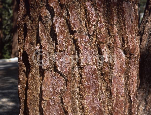 Yellow blooms; Evergreen; Needles or needle-like leaf; North American Native