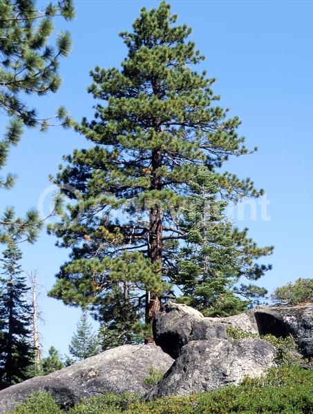 Yellow blooms; Evergreen; Needles or needle-like leaf; North American Native