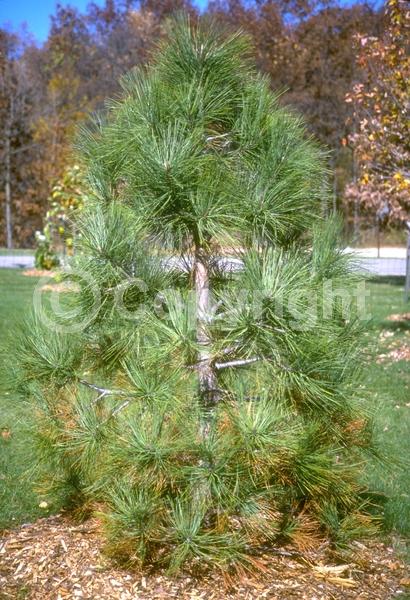 Yellow blooms; Evergreen; Needles or needle-like leaf; North American Native