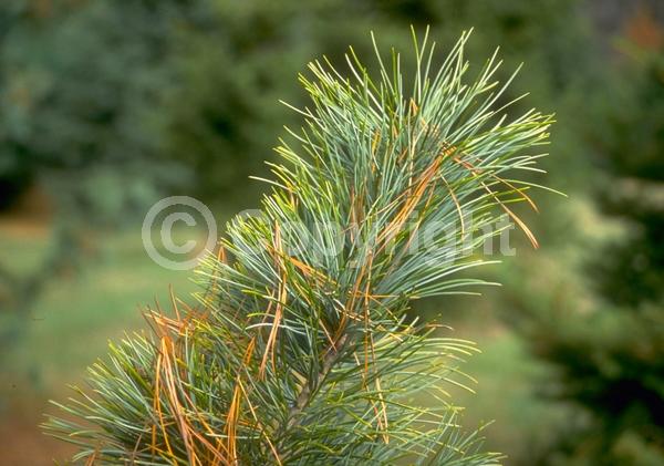 Yellow blooms; Evergreen; Needles or needle-like leaf