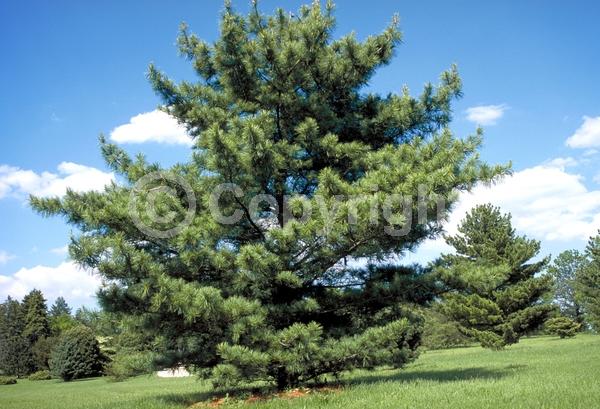 Yellow blooms; Evergreen; Needles or needle-like leaf