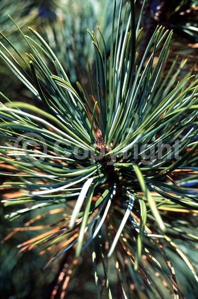 Yellow blooms; Evergreen; Needles or needle-like leaf