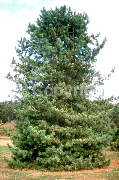Yellow blooms; Evergreen; Needles or needle-like leaf