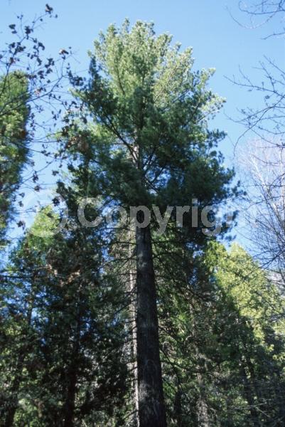 Yellow blooms; Green blooms; Evergreen; Needles or needle-like leaf; North American Native