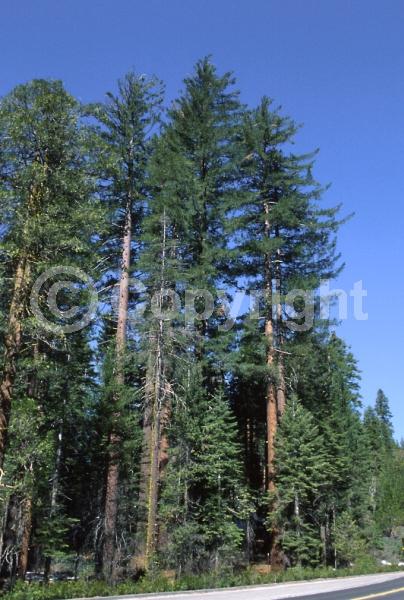 Yellow blooms; Green blooms; Evergreen; Needles or needle-like leaf; North American Native