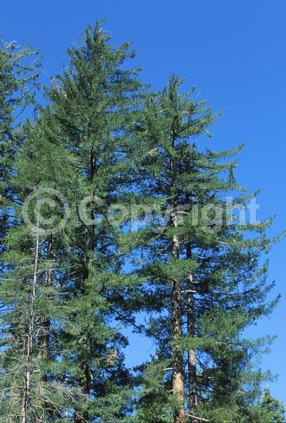 Yellow blooms; Green blooms; Evergreen; Needles or needle-like leaf; North American Native