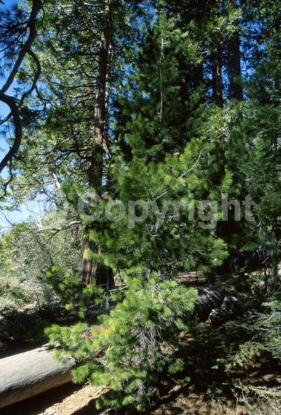 Yellow blooms; Green blooms; Evergreen; Needles or needle-like leaf; North American Native