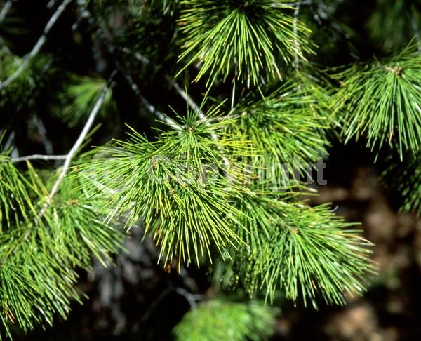 Yellow blooms; Green blooms; Evergreen; Needles or needle-like leaf; North American Native
