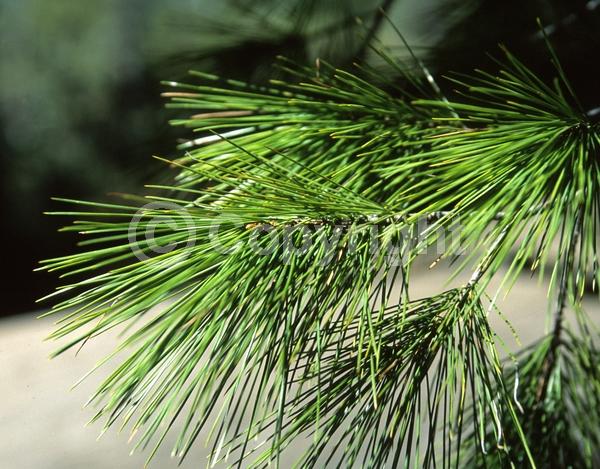 Yellow blooms; Green blooms; Evergreen; Needles or needle-like leaf; North American Native
