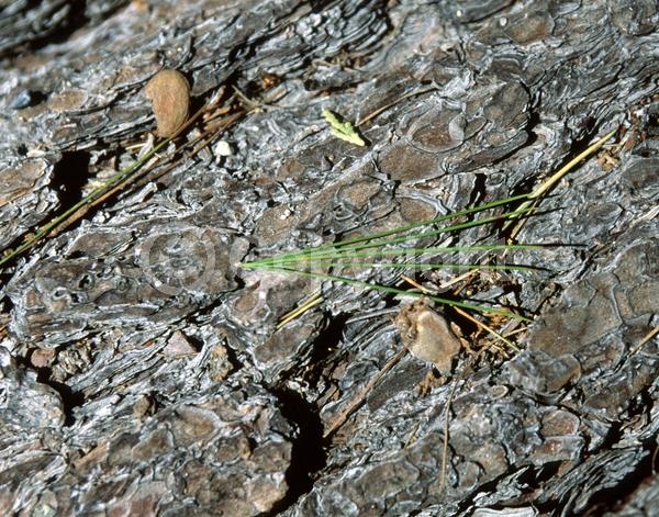 Yellow blooms; Green blooms; Evergreen; Needles or needle-like leaf; North American Native