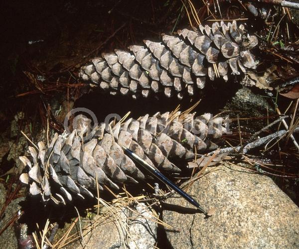 Yellow blooms; Green blooms; Evergreen; Needles or needle-like leaf; North American Native