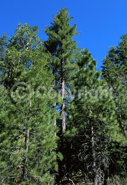 Yellow blooms; Green blooms; Evergreen; Needles or needle-like leaf; North American Native