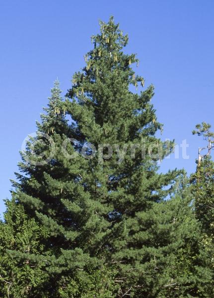 Yellow blooms; Green blooms; Evergreen; Needles or needle-like leaf; North American Native