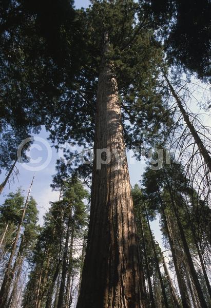 Yellow blooms; Green blooms; Evergreen; Needles or needle-like leaf; North American Native