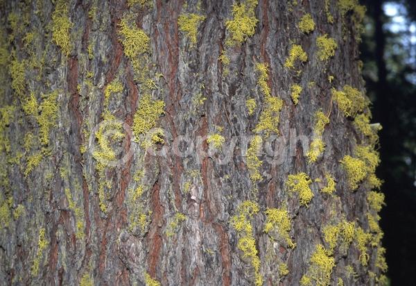 Yellow blooms; Green blooms; Evergreen; Needles or needle-like leaf; North American Native