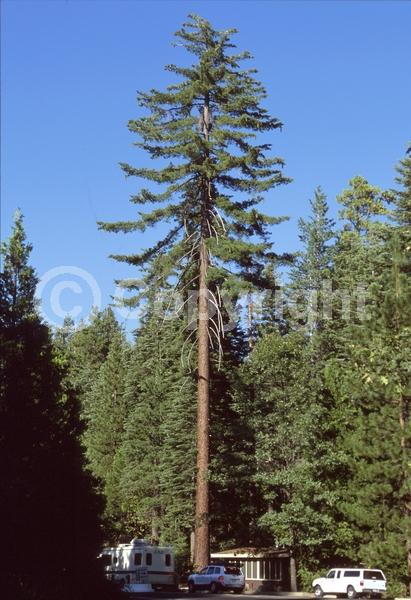 Yellow blooms; Green blooms; Evergreen; Needles or needle-like leaf; North American Native