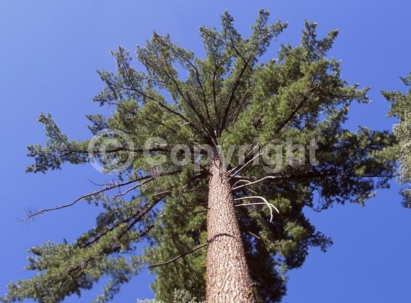 Yellow blooms; Green blooms; Evergreen; Needles or needle-like leaf; North American Native