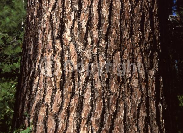 Yellow blooms; Green blooms; Evergreen; Needles or needle-like leaf; North American Native