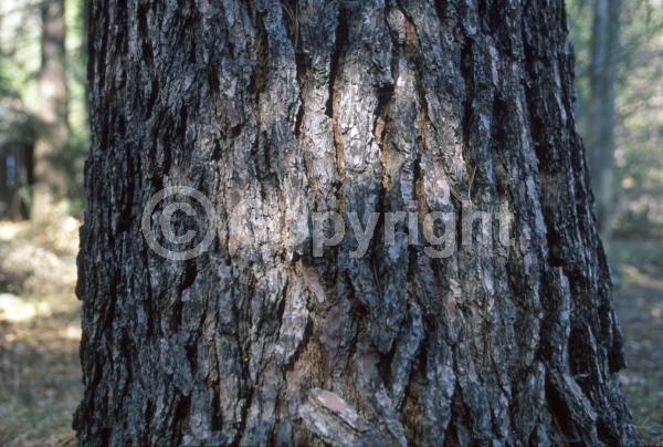 Yellow blooms; Green blooms; Evergreen; Needles or needle-like leaf; North American Native