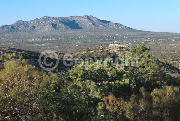 Red blooms; Yellow blooms; Evergreen; Needles or needle-like leaf; North American Native