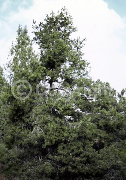 Red blooms; Yellow blooms; Evergreen; Needles or needle-like leaf; North American Native