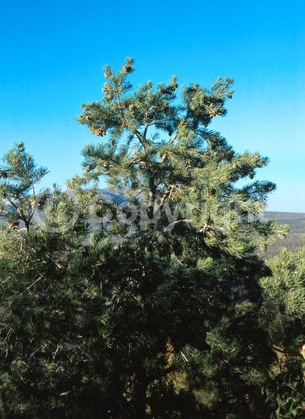 Red blooms; Yellow blooms; Evergreen; Needles or needle-like leaf; North American Native