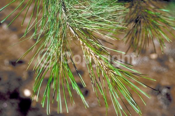 Yellow blooms; Pink blooms; Evergreen; Needles or needle-like leaf; North American Native