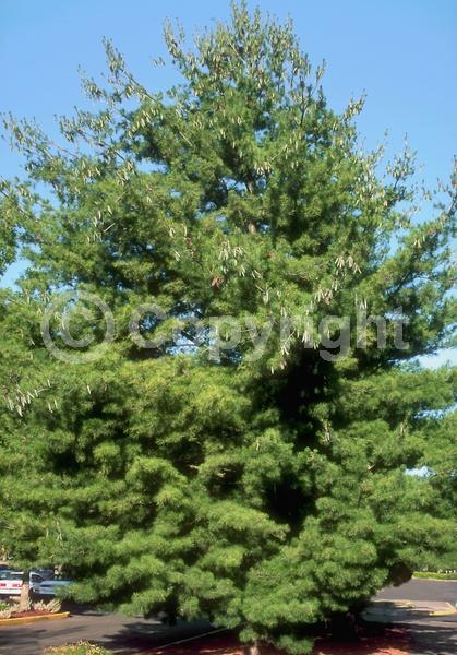 Yellow blooms; Pink blooms; Evergreen; Needles or needle-like leaf; North American Native