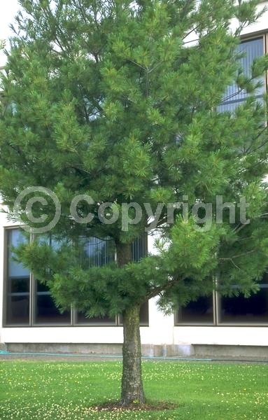 Yellow blooms; Pink blooms; Evergreen; Needles or needle-like leaf; North American Native