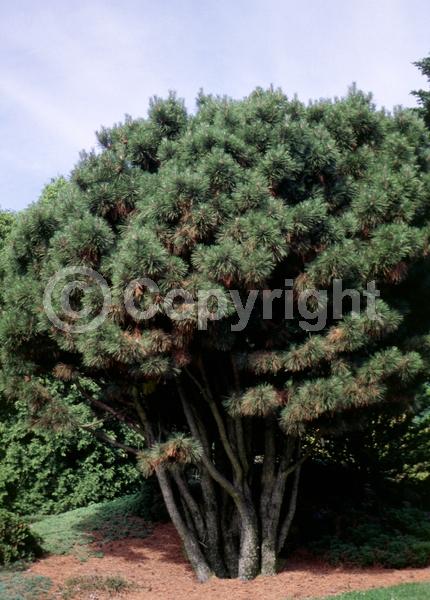 Yellow blooms; Evergreen; Needles or needle-like leaf