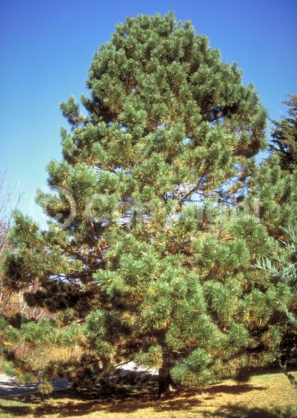 Yellow blooms; Evergreen; Needles or needle-like leaf