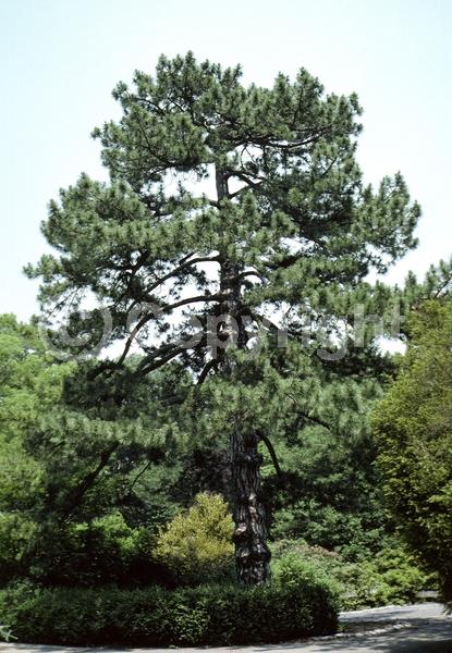 Yellow blooms; Evergreen; Needles or needle-like leaf