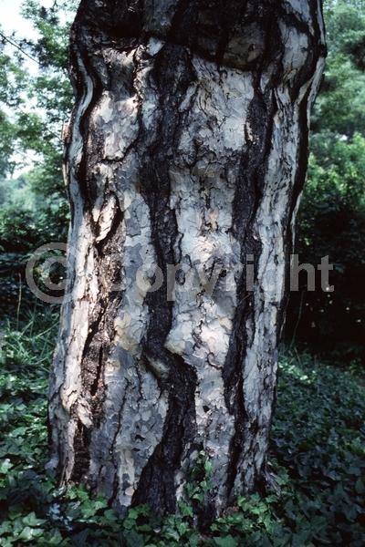 Yellow blooms; Evergreen; Needles or needle-like leaf