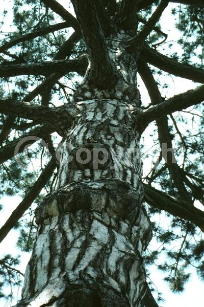Yellow blooms; Evergreen; Needles or needle-like leaf
