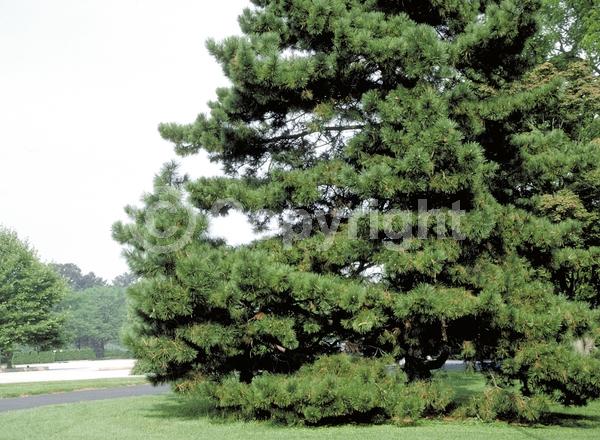 Yellow blooms; Evergreen; Needles or needle-like leaf