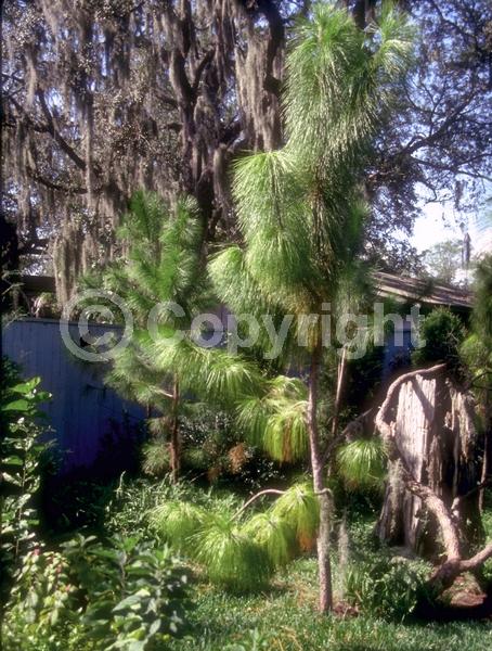 Yellow blooms; Evergreen; Needles or needle-like leaf; North American Native