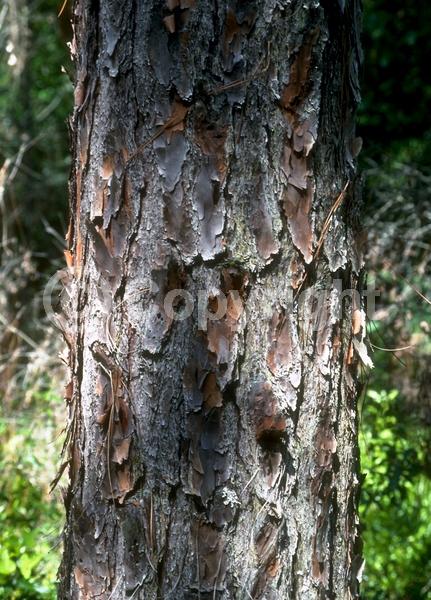 Yellow blooms; Evergreen; Needles or needle-like leaf; North American Native
