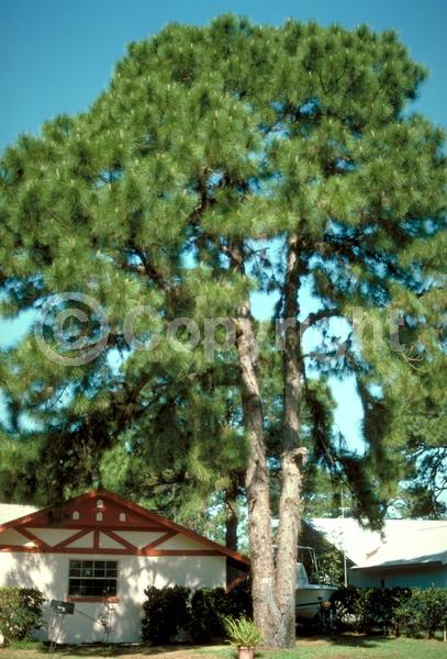 Yellow blooms; Evergreen; Needles or needle-like leaf; North American Native