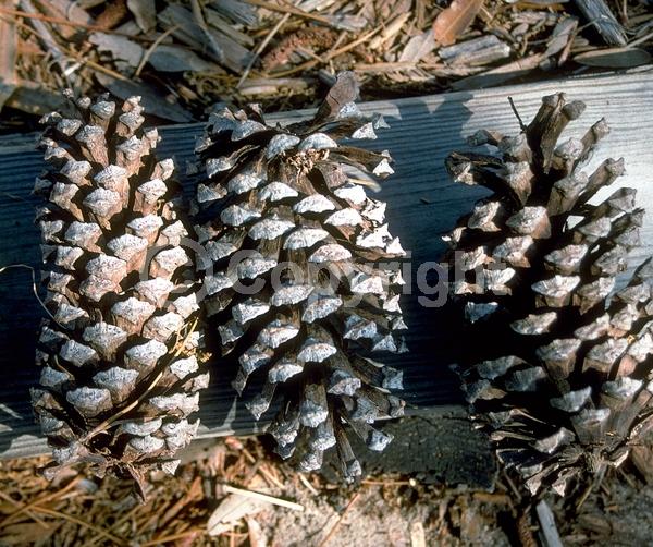Yellow blooms; Evergreen; Needles or needle-like leaf; North American Native